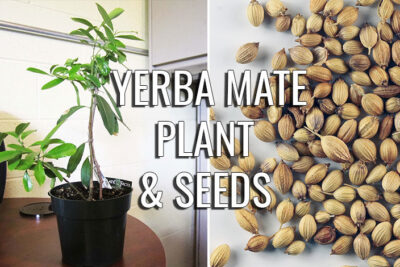 Yerba Mate plant & seeds